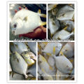 Frozen whole golden pomfret fish